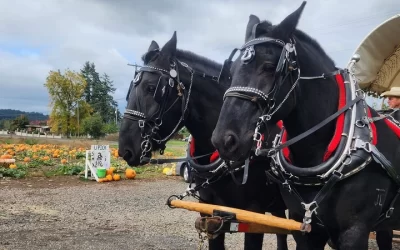 Step Back in Time with Historical Horse-Drawn Carriage Tours near Aumsville OR