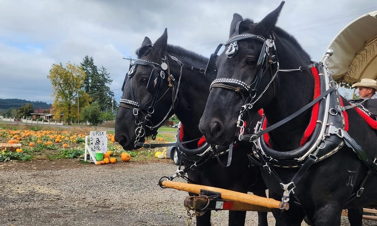 Historical Horse-Drawn Carriage Tours near Aumsville OR