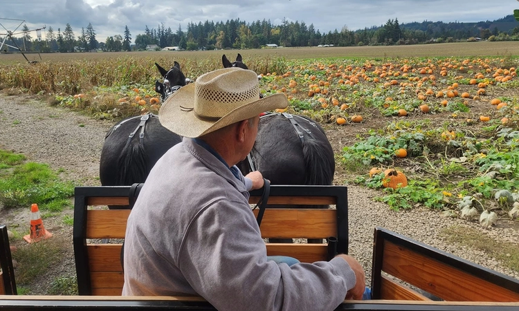 How to Book Affordable Horse Carriage Rentals for Your Special Event